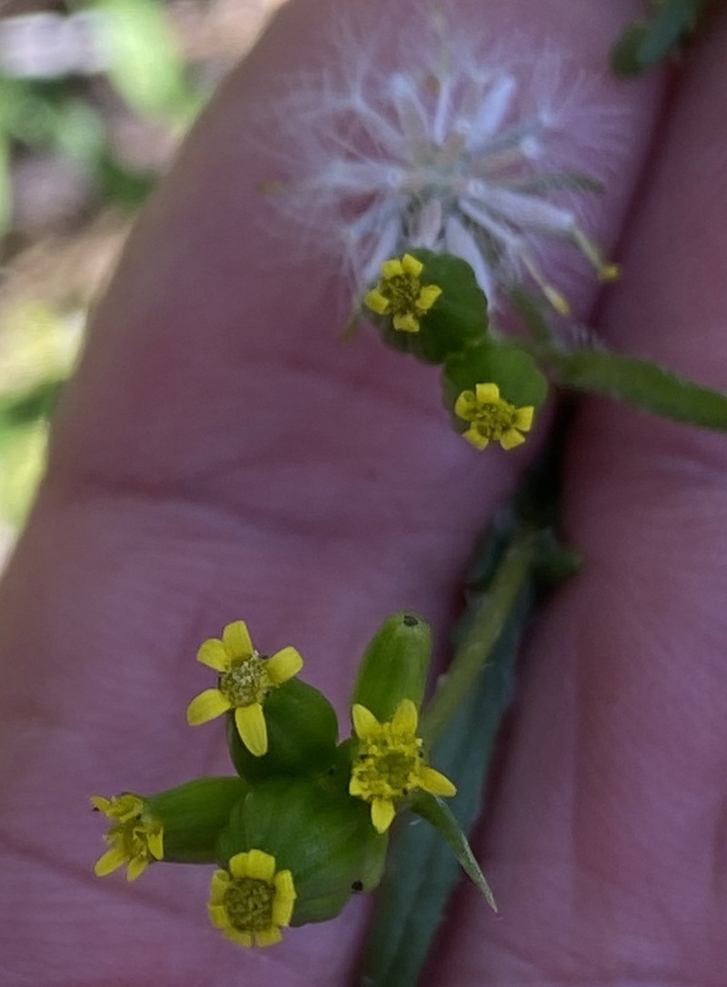 Senecio glossanthus