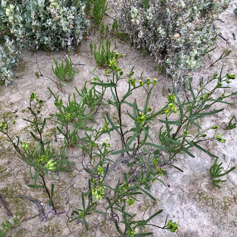 Senecio glossanthus photo 2