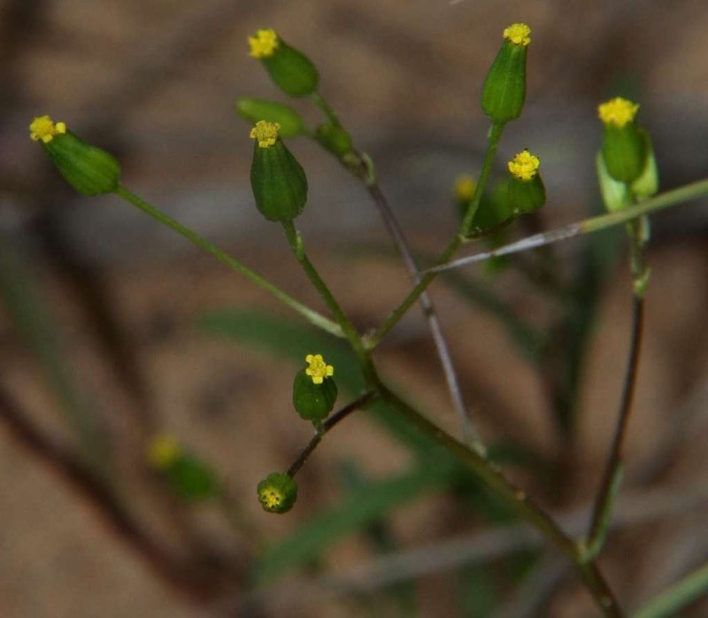 Senecio glossanthus photo 4