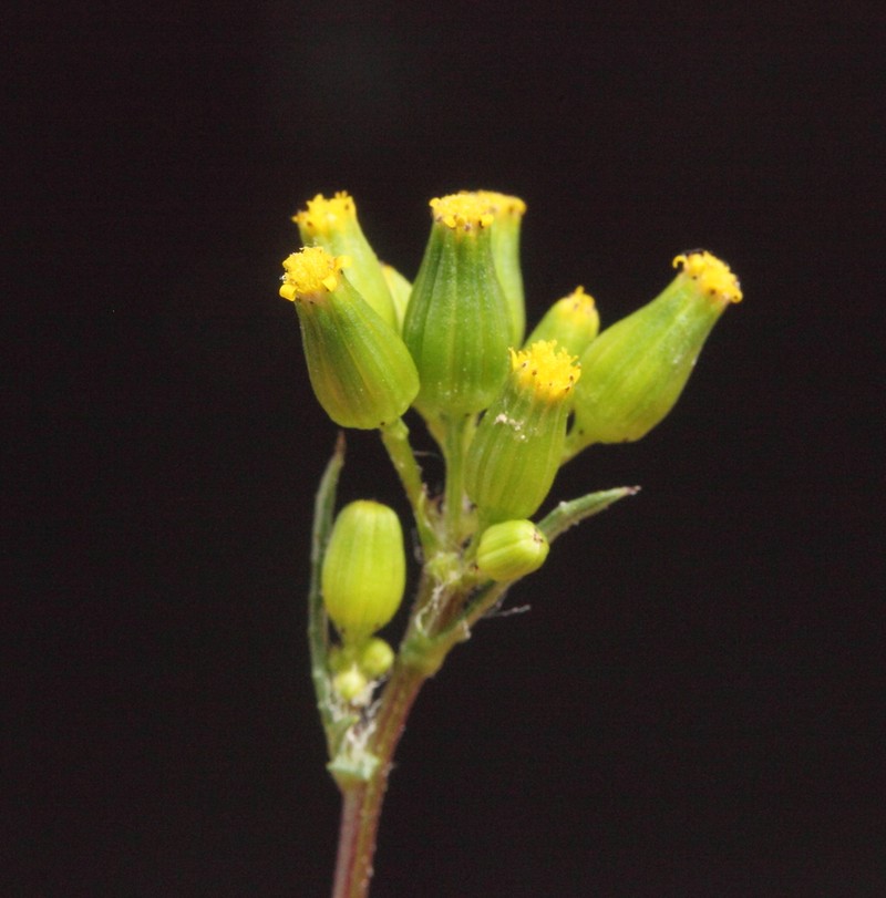 Senecio glossanthus photo 5