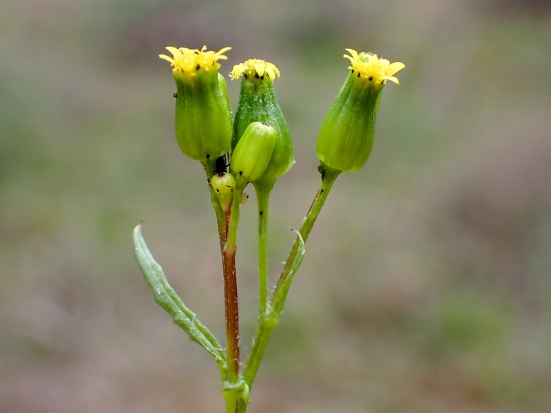 Senecio glossanthus photo 6