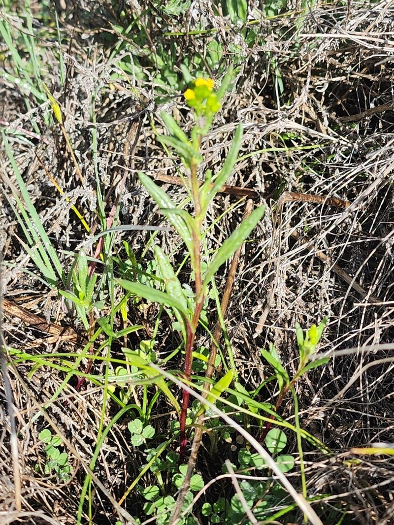 Senecio glossanthus photo 7
