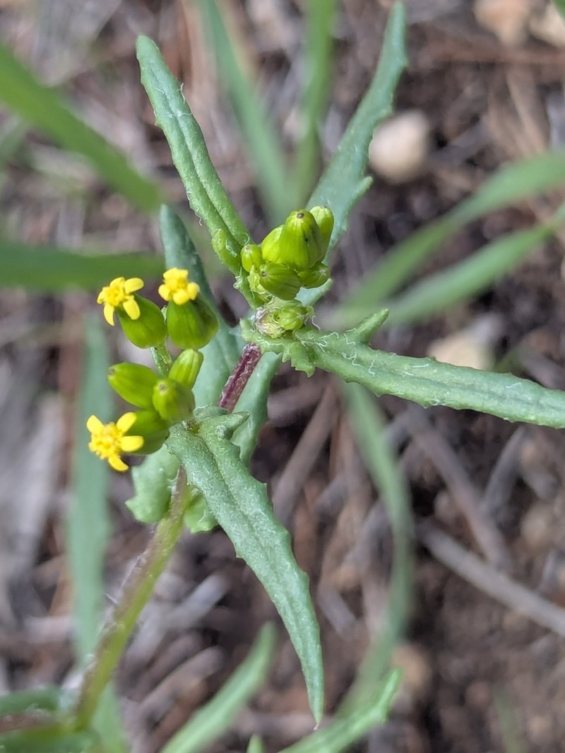 Senecio glossanthus photo 8