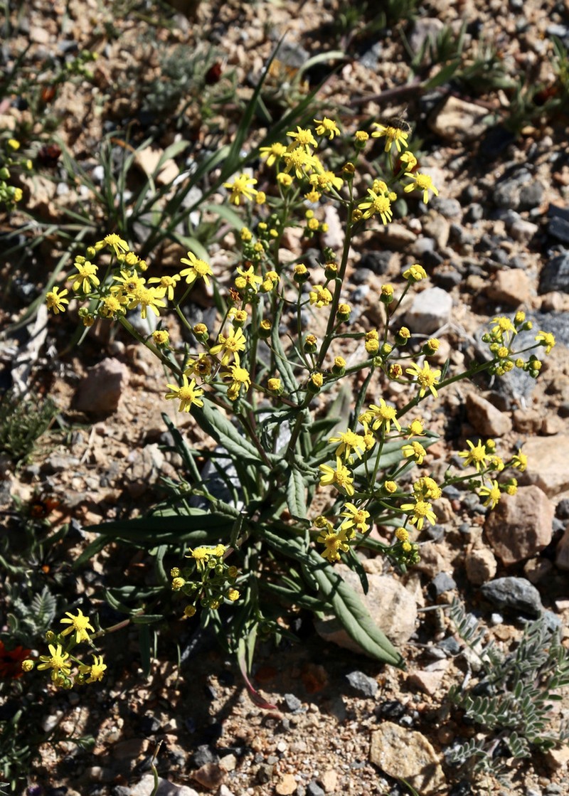 Senecio glutinarius