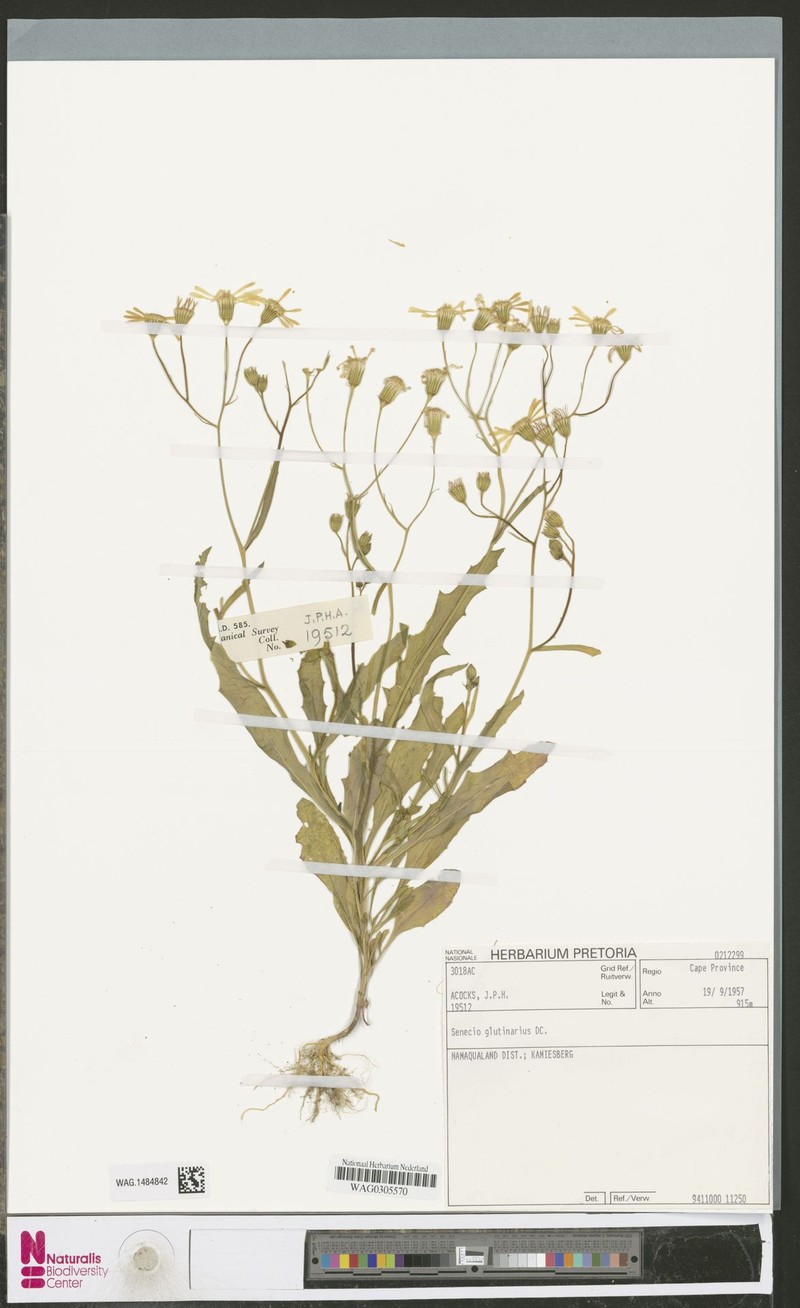 Senecio glutinarius photo 2