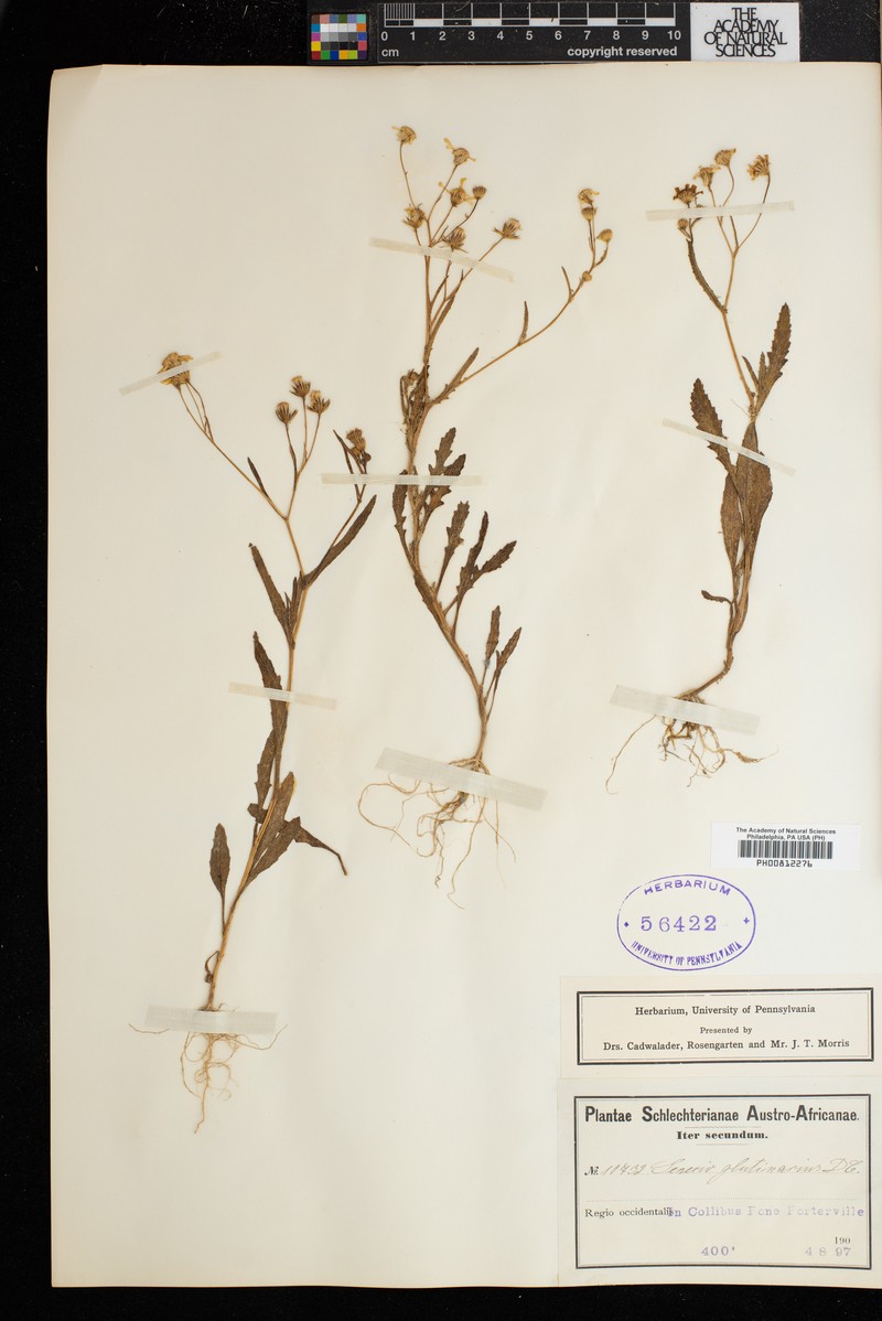 Senecio glutinarius photo 3