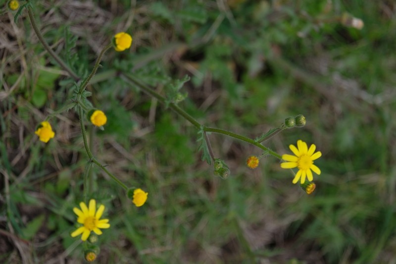 Senecio glutinosus photo 2