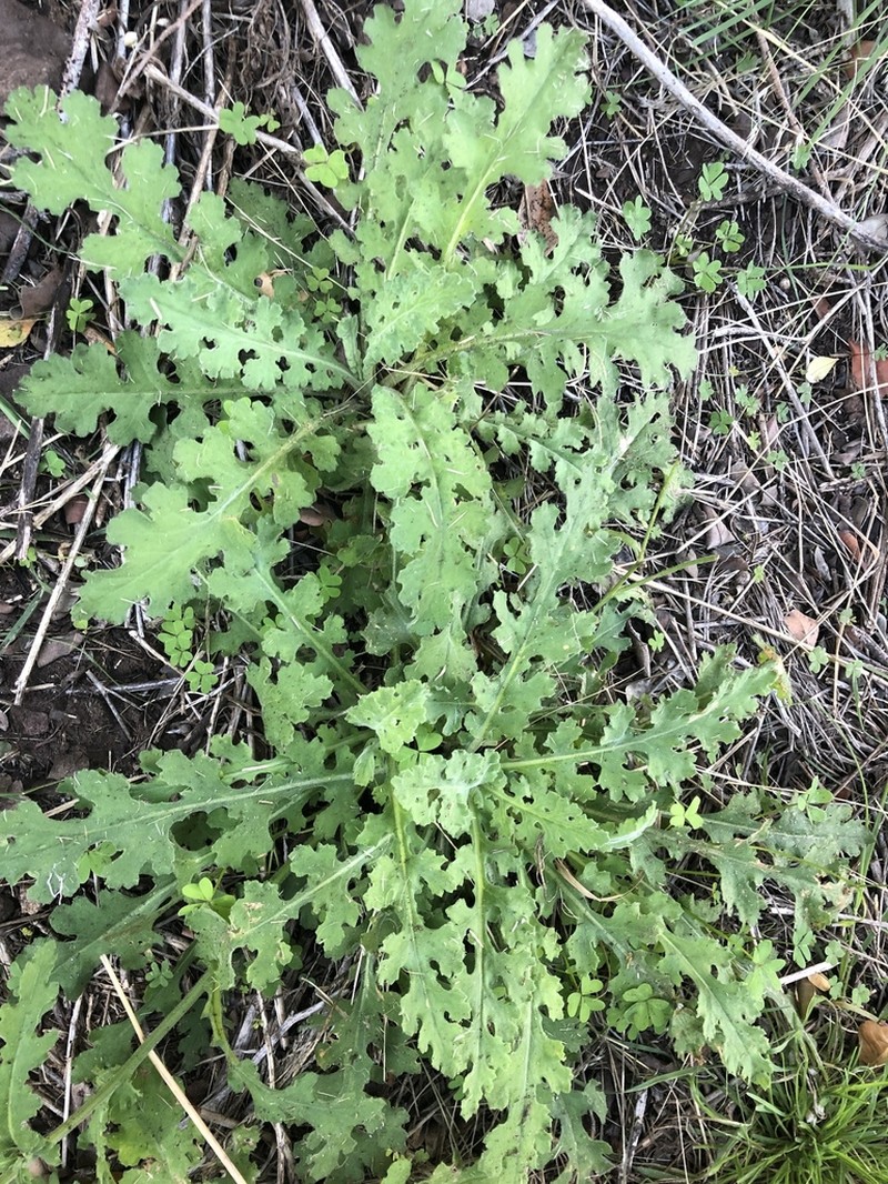 Senecio glutinosus photo 3