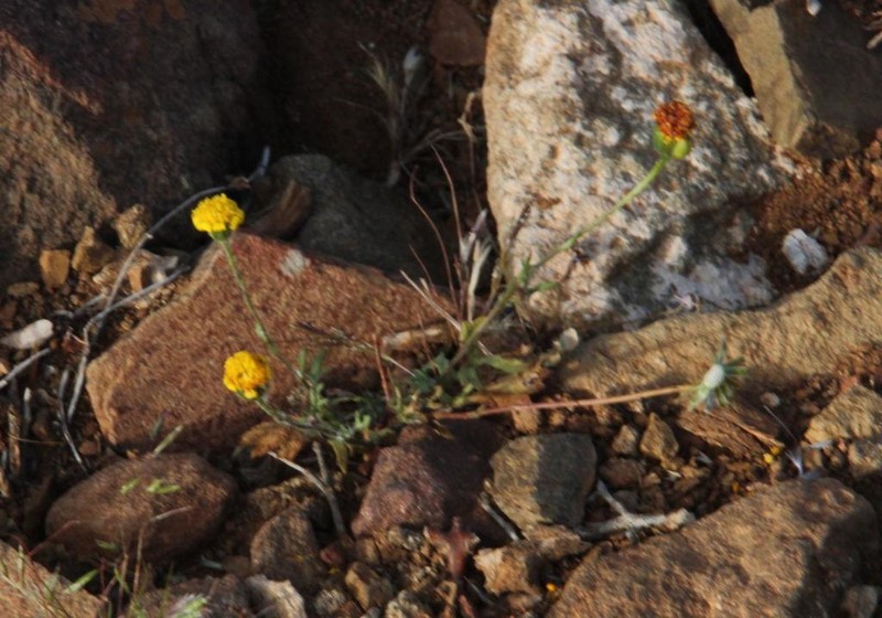 Senecio glutinosus photo 4