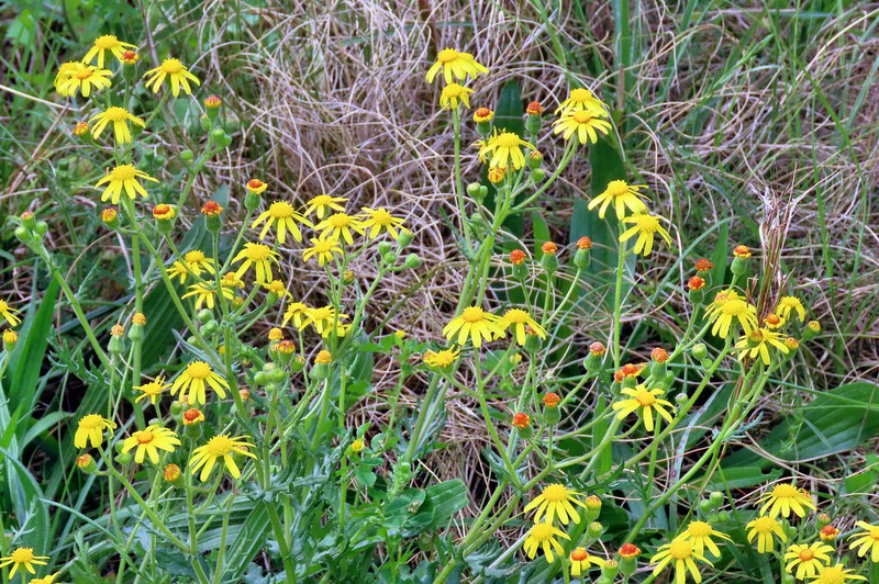 Senecio glutinosus photo 5