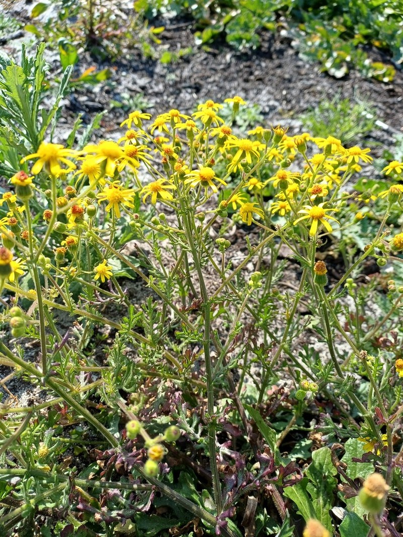 Senecio glutinosus photo 6