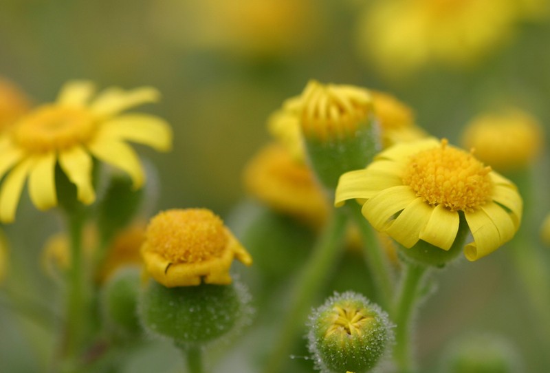 Senecio glutinosus photo 7