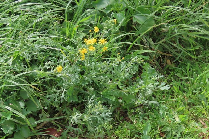Senecio glutinosus photo 8