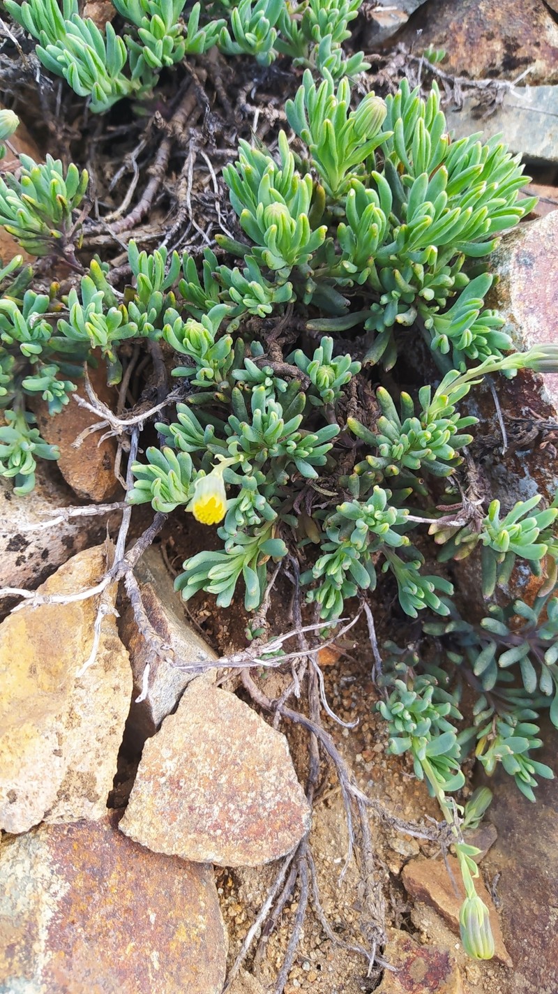 Senecio gnidioides photo 2