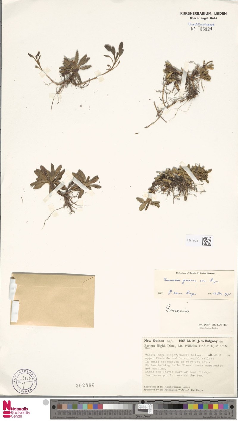 Senecio gnoma photo 3