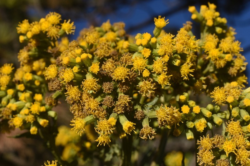 Senecio godmanii photo 3