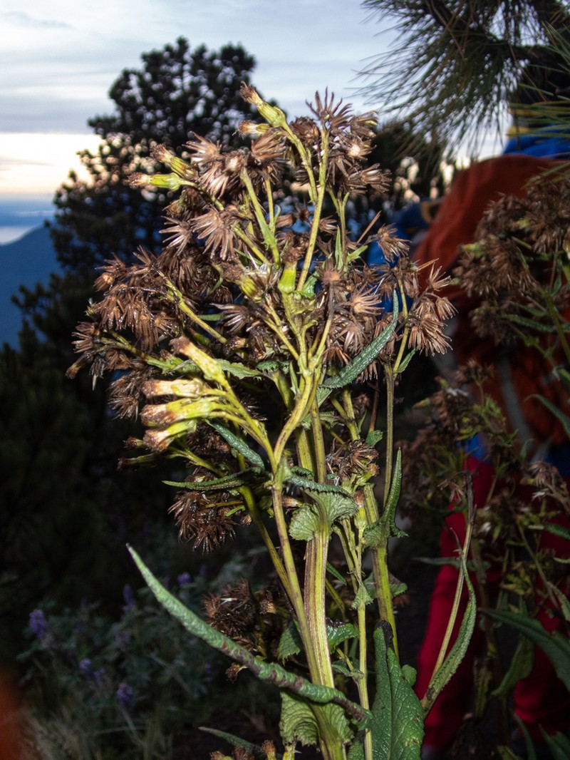 Senecio godmanii photo 4