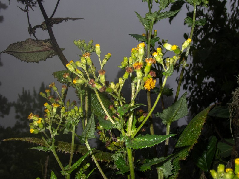 Senecio godmanii photo 5