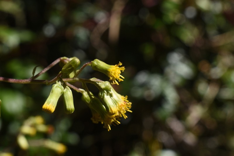 Senecio godmanii photo 6