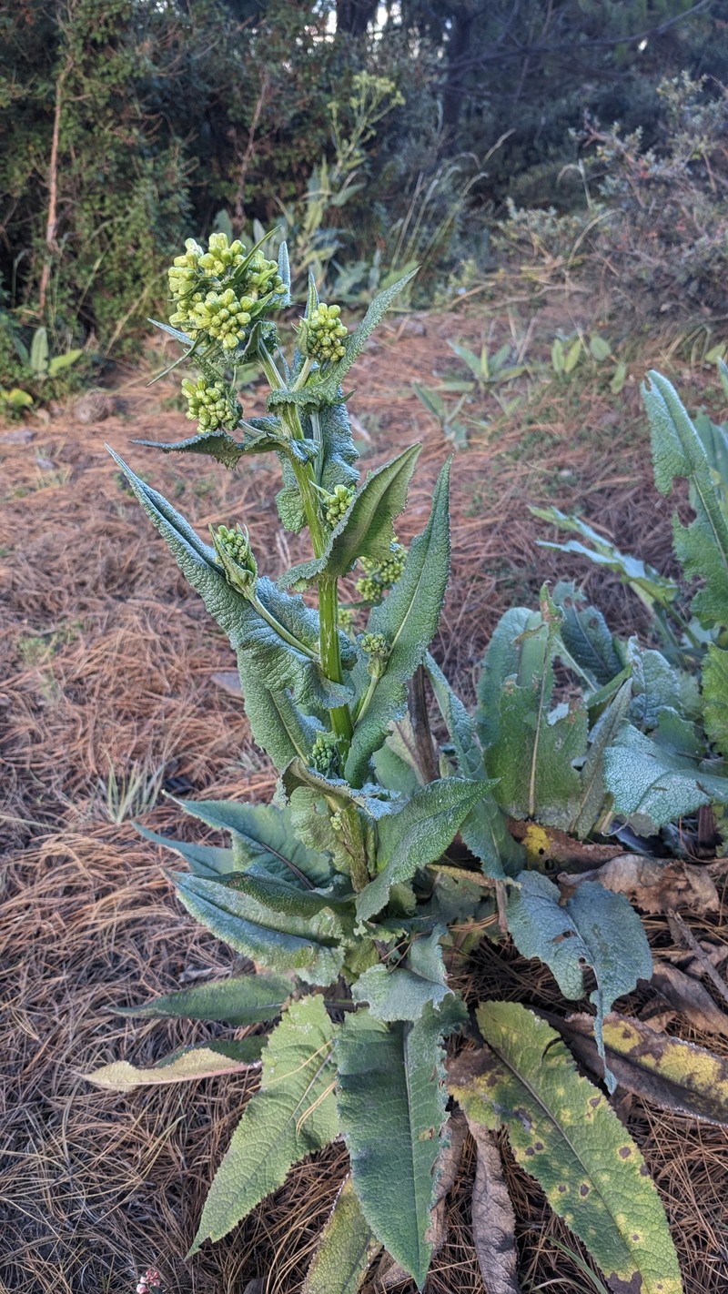 Senecio godmanii photo 8