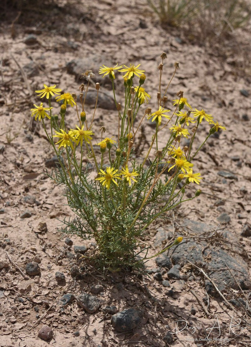 Senecio goldsackii