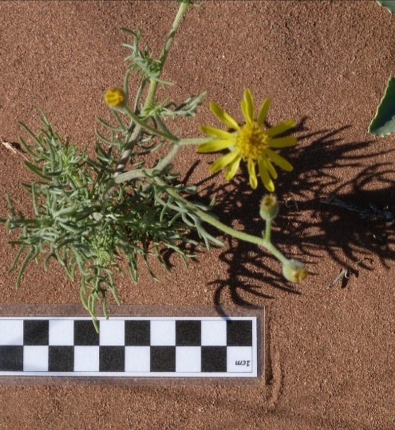 Senecio goldsackii photo 2
