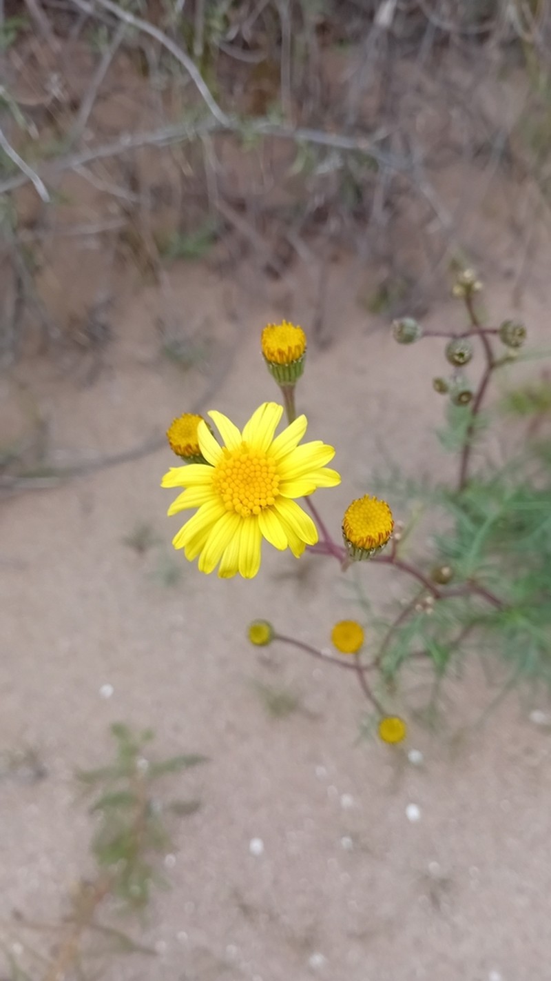 Senecio goldsackii photo 3