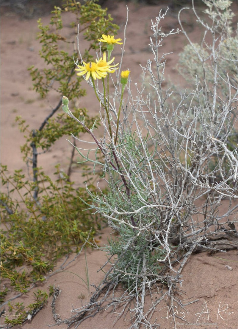 Senecio goldsackii photo 5