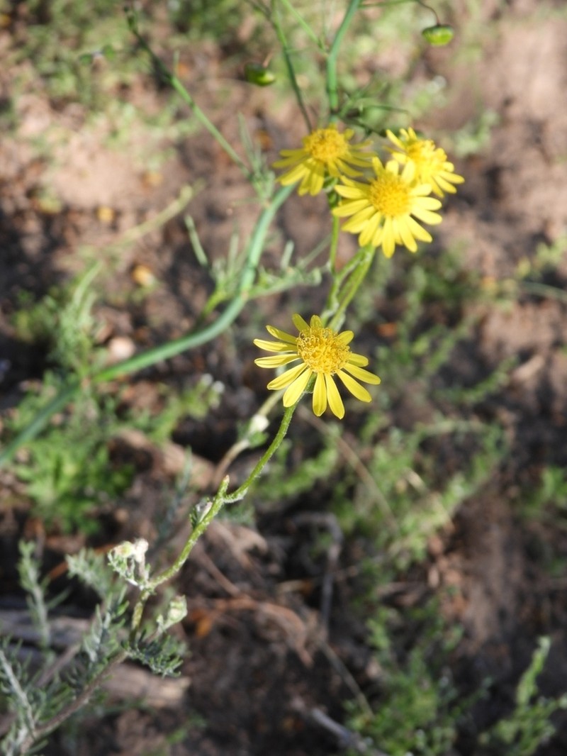 Senecio goldsackii photo 6