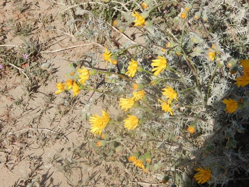 Senecio goldsackii photo 7