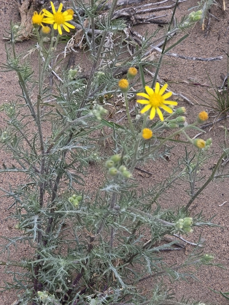Senecio goldsackii photo 8