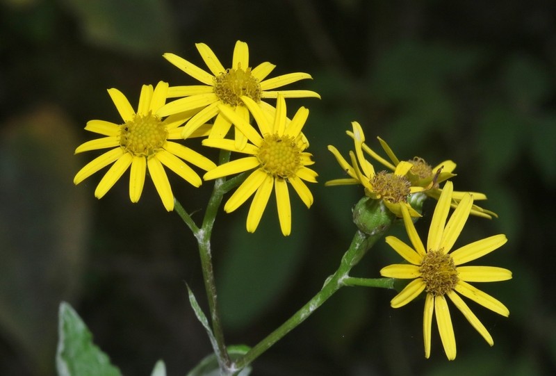 Senecio gossypinus