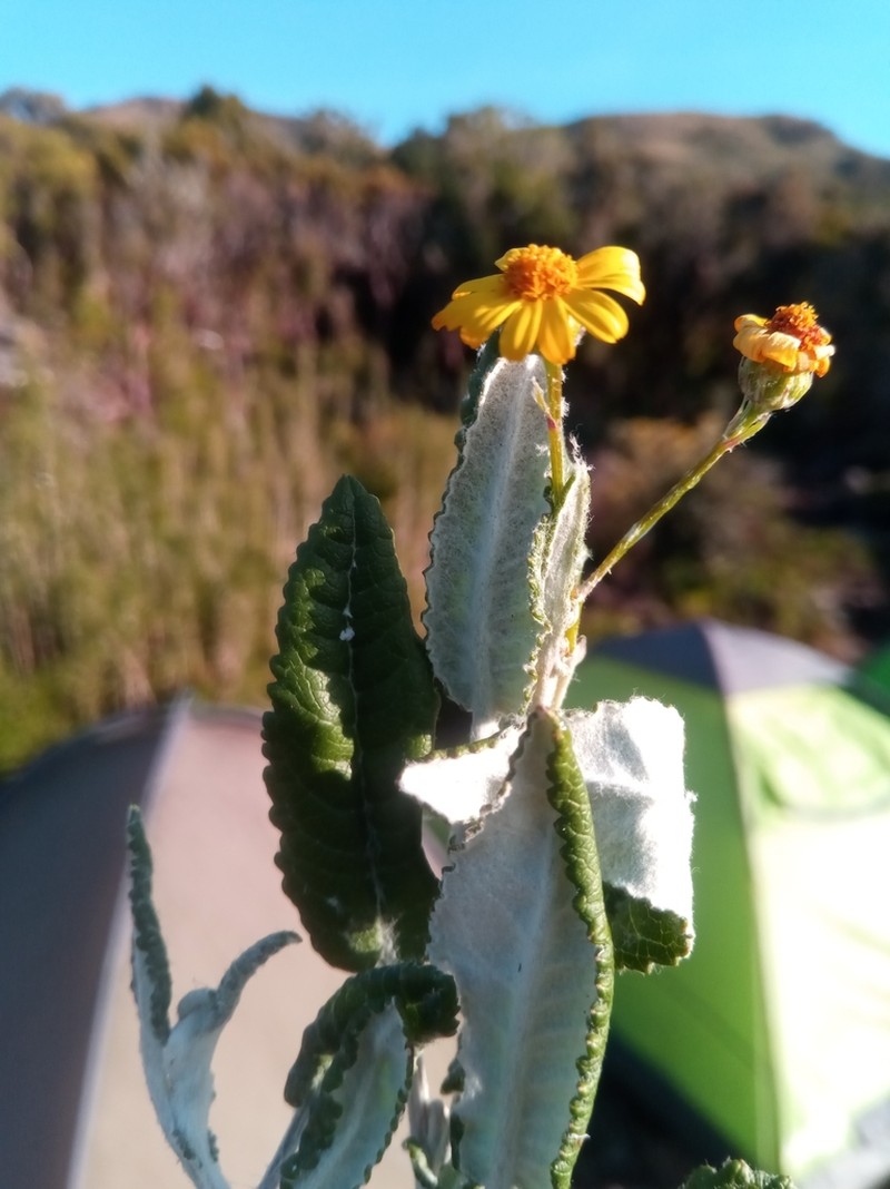 Senecio gossypinus photo 2