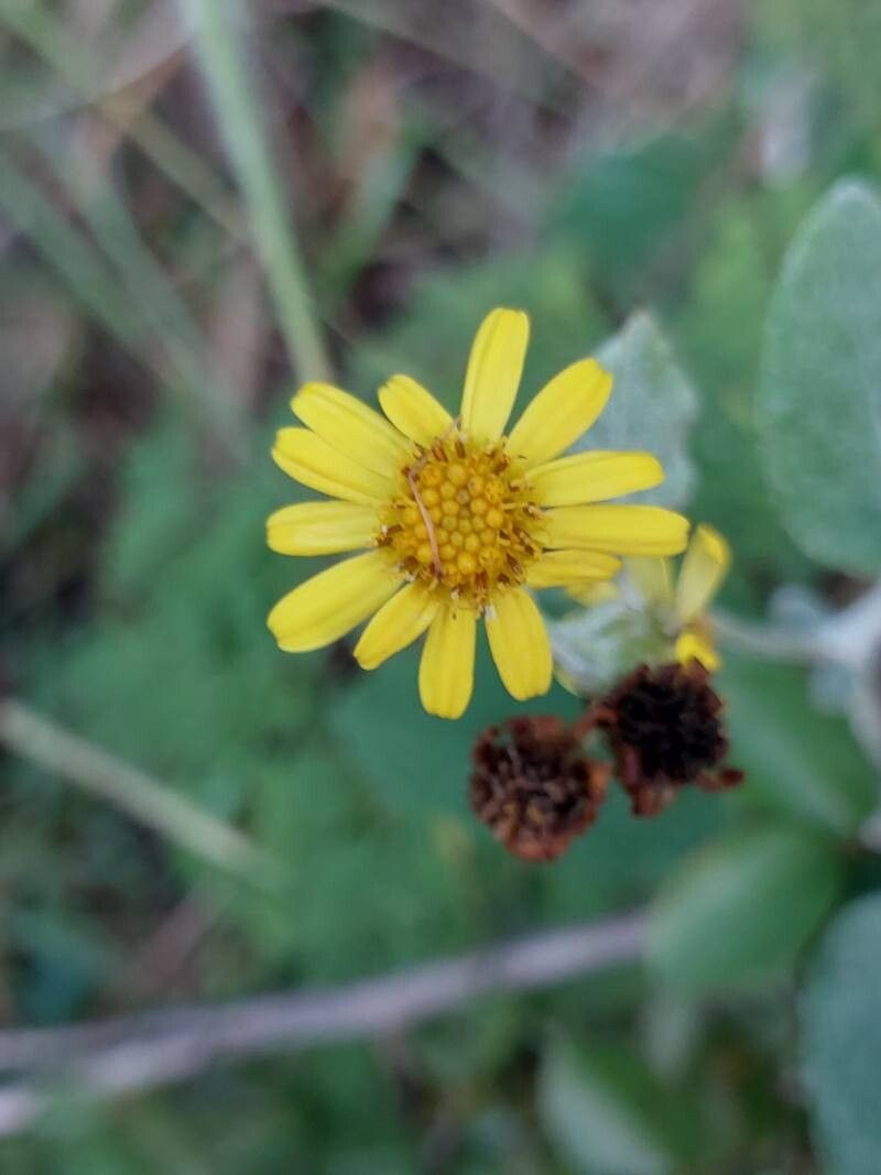 Senecio gossypinus photo 3