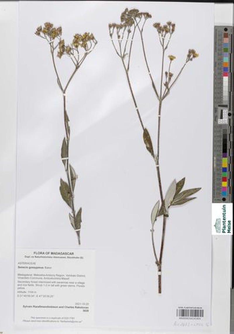 Senecio gossypinus photo 5