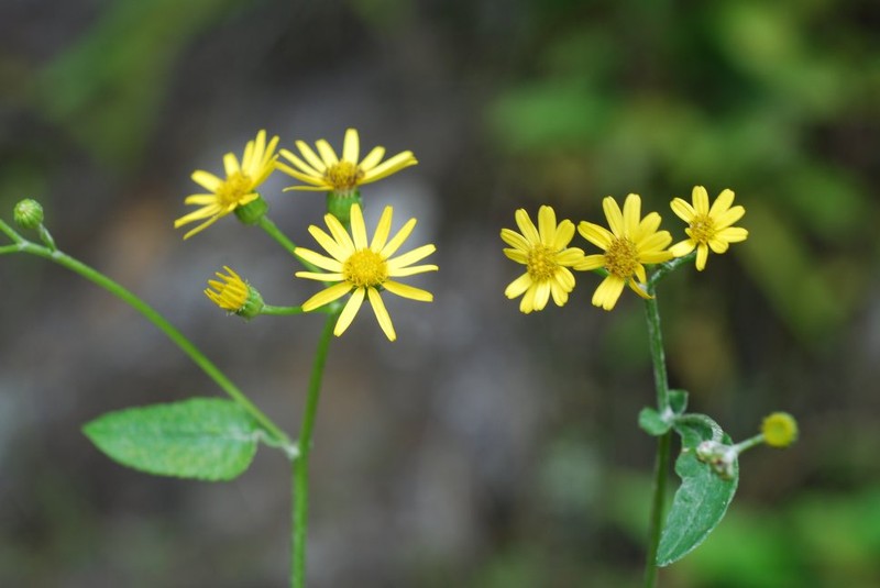 Senecio gossypinus photo 6