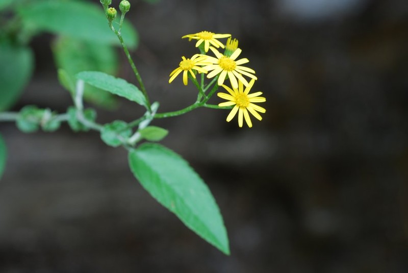 Senecio gossypinus photo 7