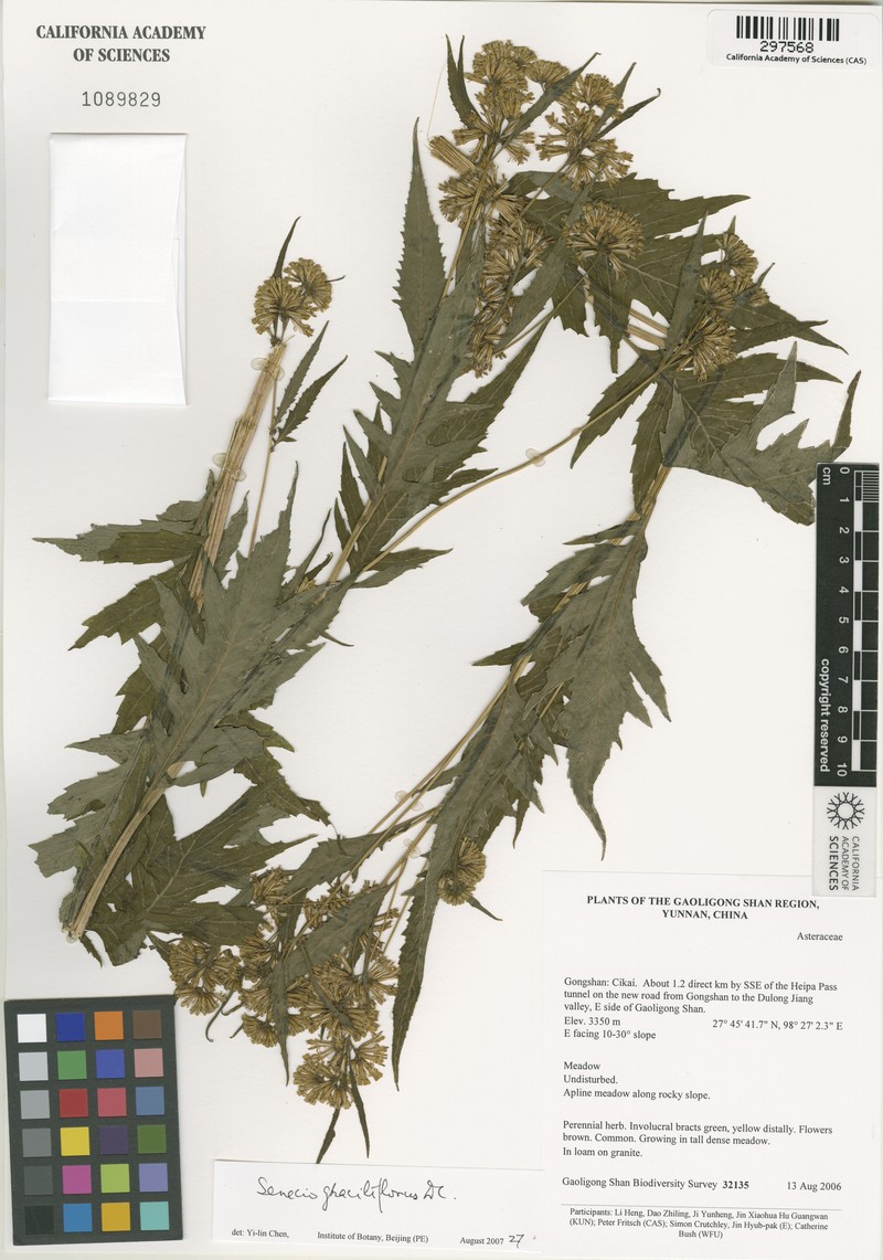 Senecio graciliflorus