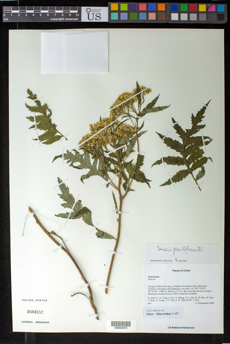 Senecio graciliflorus photo 2