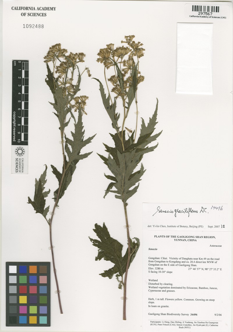 Senecio graciliflorus photo 3