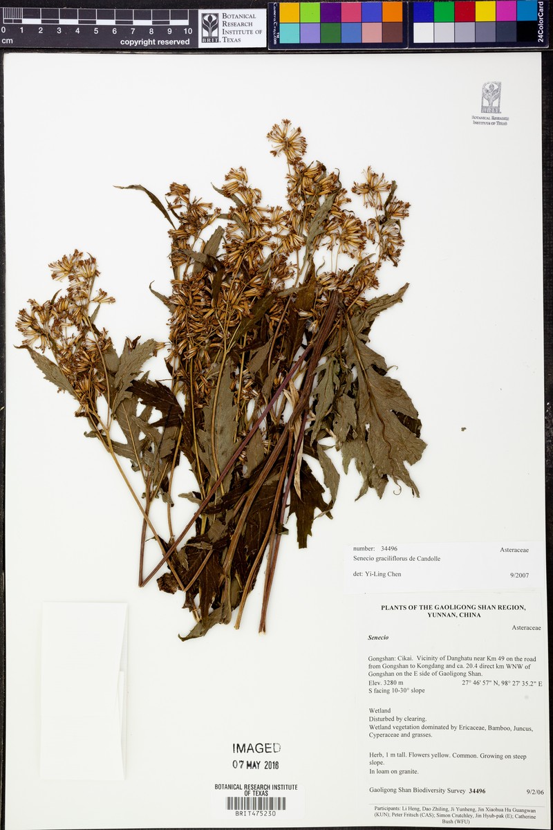Senecio graciliflorus photo 4