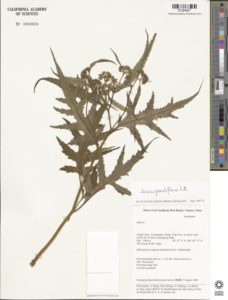 Senecio graciliflorus photo 5