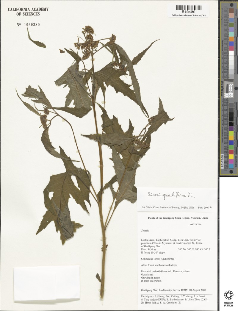 Senecio graciliflorus photo 6