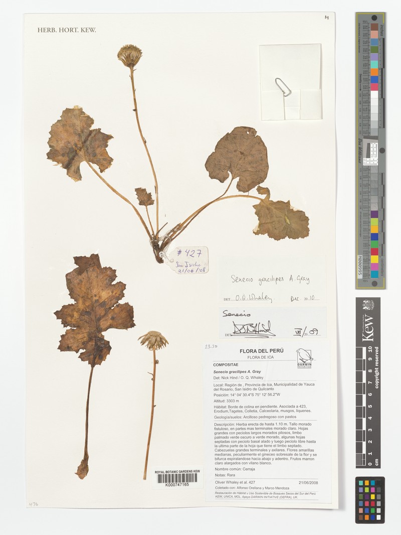 Senecio gracilipes