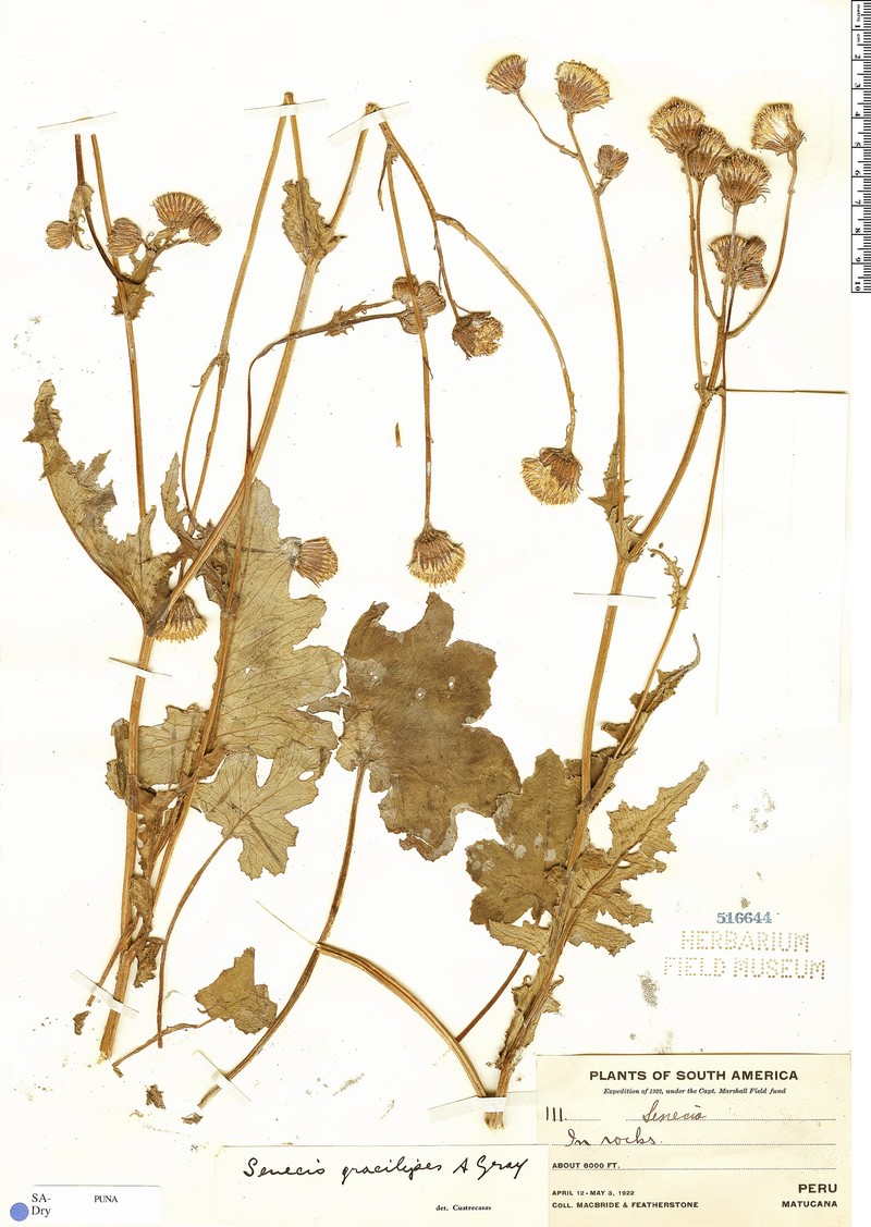 Senecio gracilipes photo 2