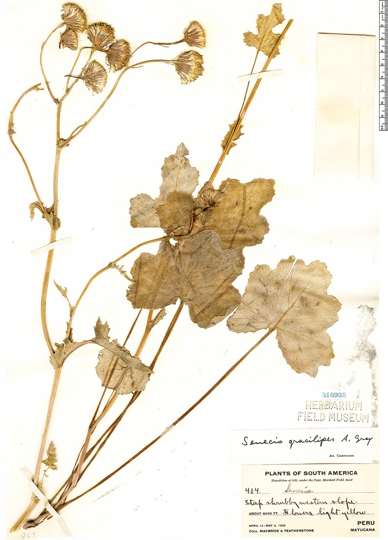 Senecio gracilipes photo 3