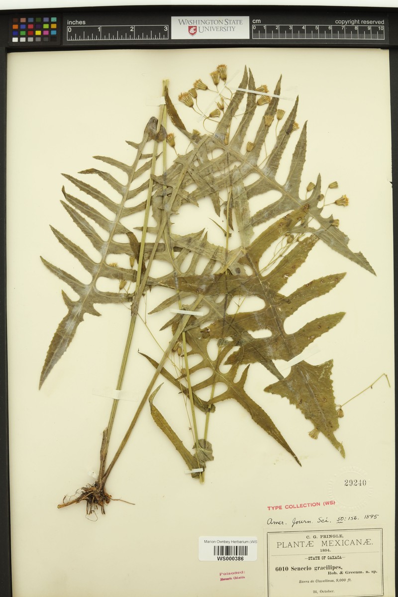 Senecio gracilipes photo 4