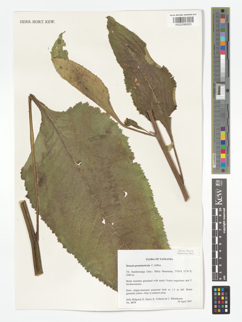 Senecio gramineticola