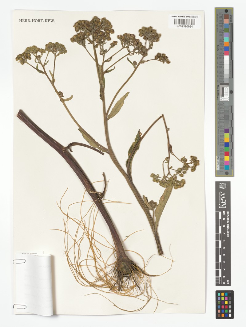 Senecio gramineticola photo 2