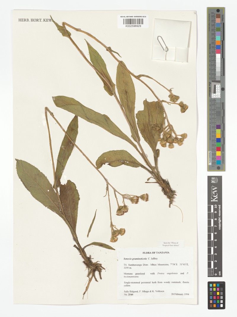 Senecio gramineticola photo 3